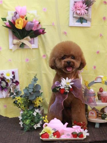 20230312ピノくん